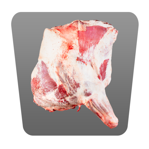 ANTERIORE BOVINO ADULTO 10/C - immagine 2